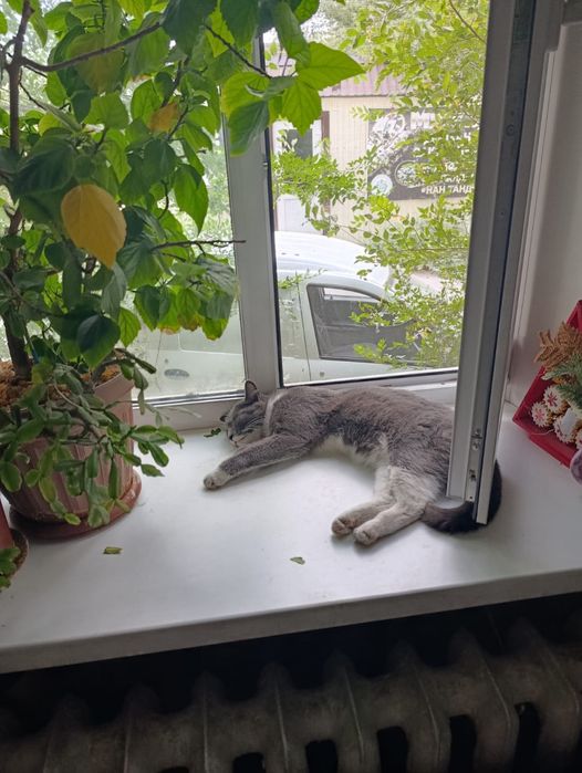 Коты. Бесплатно. В добрые руки