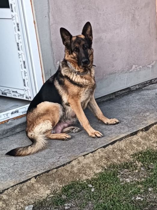 Vand pui Ciobanesc German