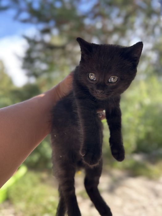 Отдам котят в хорошие руки