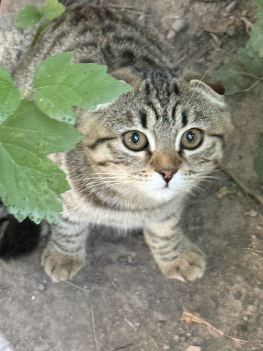 Котенок в добрые руки