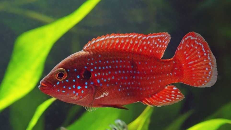 Хромис -Цихлида Африки