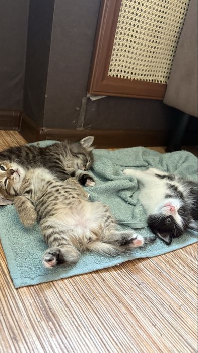 Котят в добрые руки