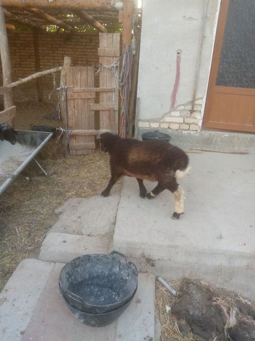 Semiz Shir boz q6chqorbarra