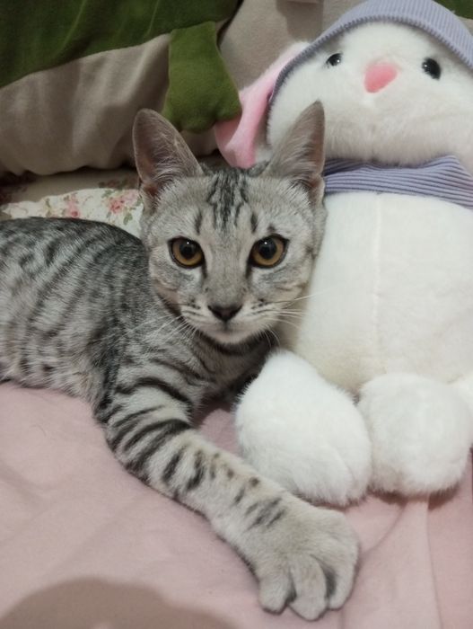 Отдам котенка в добрые руки