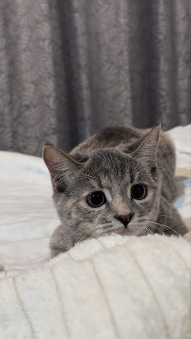 котенок 3 месяца
