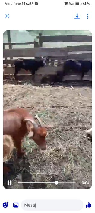 Ieduțe și un țap de doi ani de vânzare
