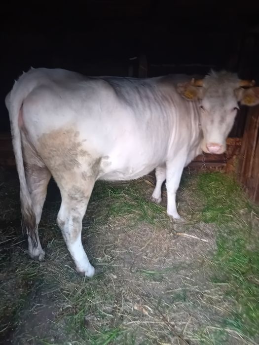 Vaca Charolais și Angus
