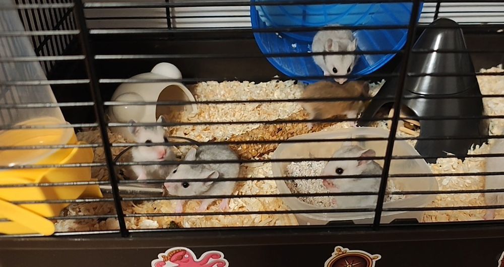Donez hamsteri sirieni