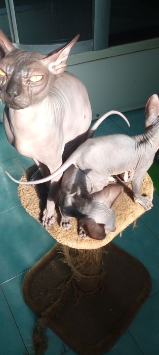 Котята пароды донской сфинкс