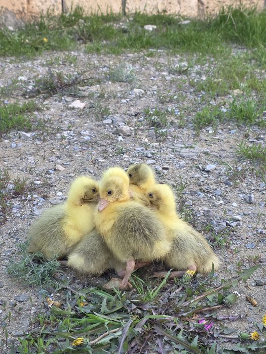 Қаз балапаны сатылады