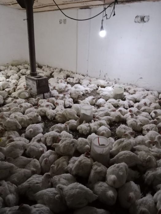 Бройлеры домашний