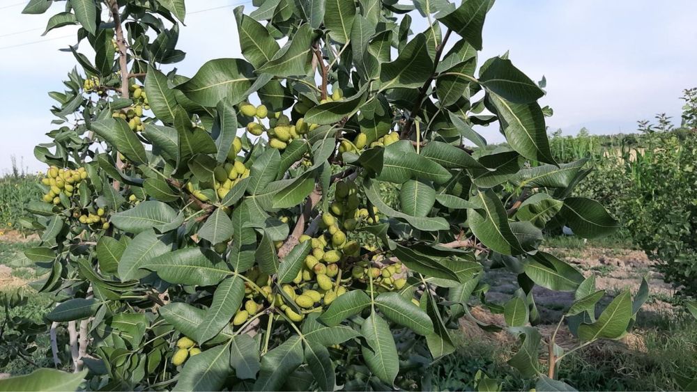 Саженцы деревья из дома