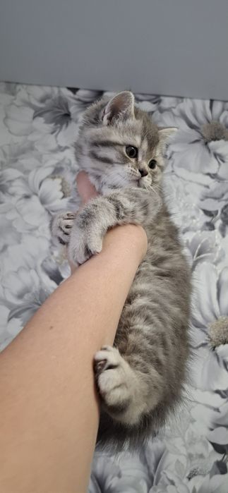 Шотландские скоттиш страйт котята