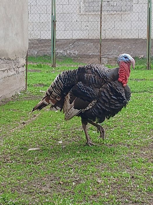 Индюк 30 000 тенге