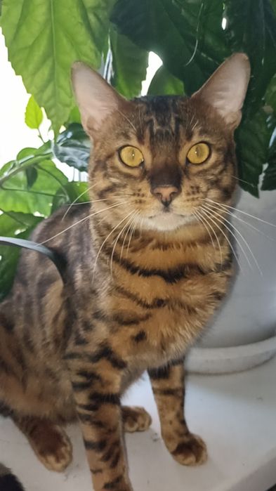 Бенгальский кот (вязка)