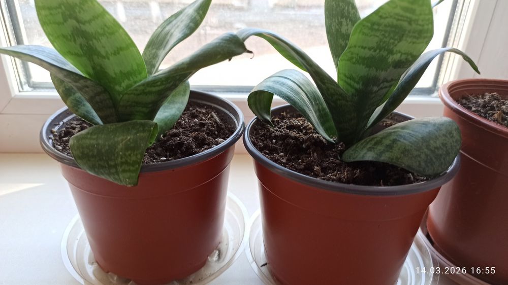 Сансивьера Ханни