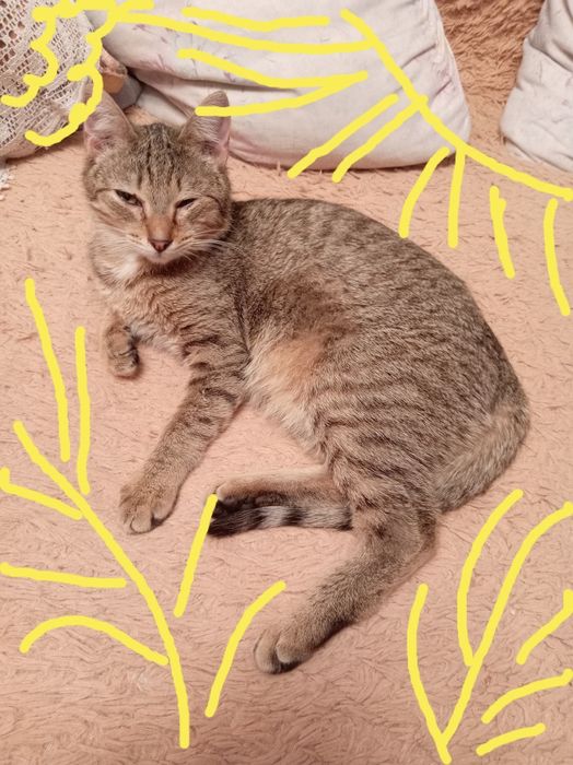 Котенок подросток