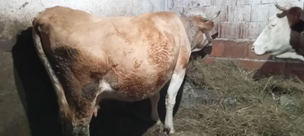 Vând vacă de abator