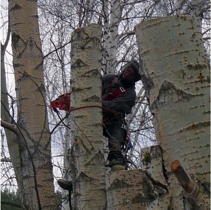 Пилим спиливаем деревья не дорого.
