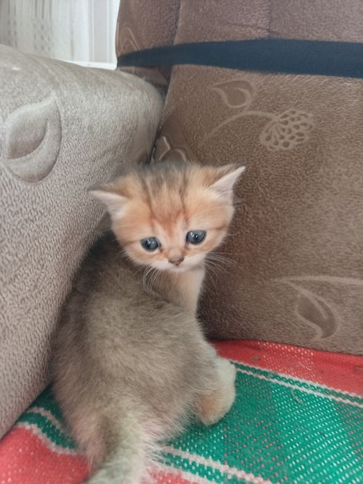 Британские котята