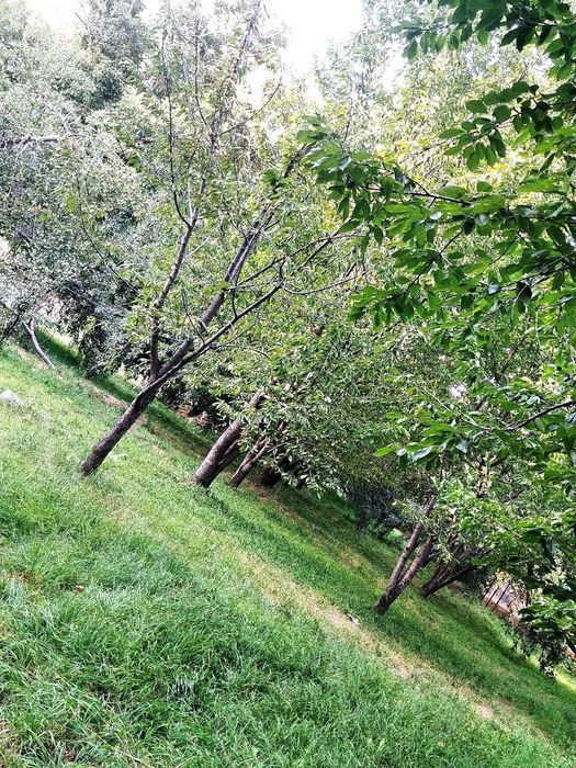 Бустонлик уй арзонга