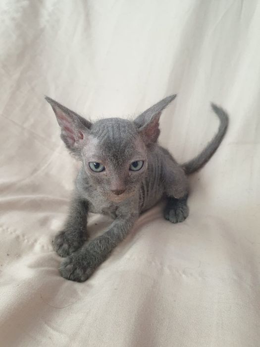 Сфинксы котята 1 месяц