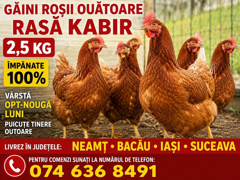 Ferma de găini roșii outoare