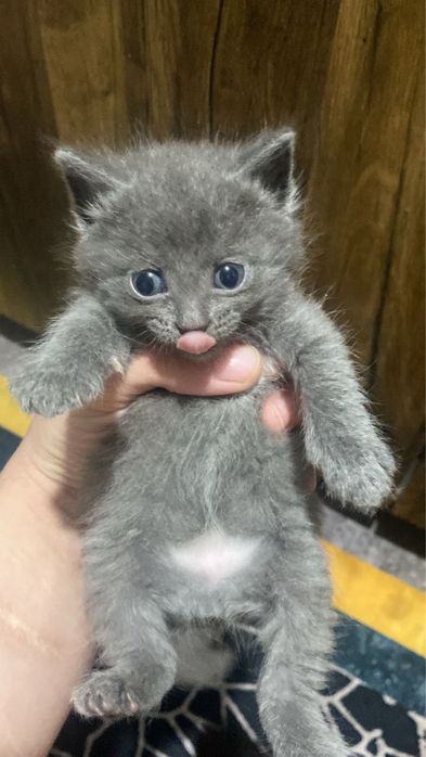 Раздам котят домашние