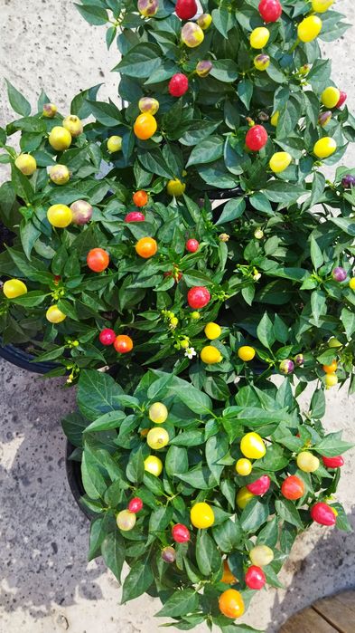 Продам перец горький