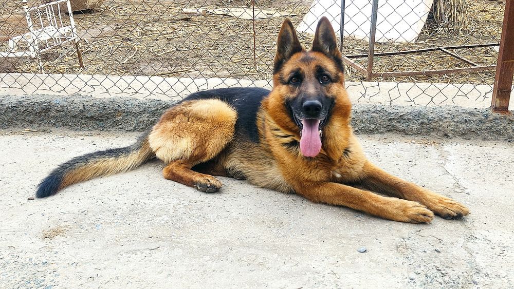 Немецкая овчарка гатов к вязке