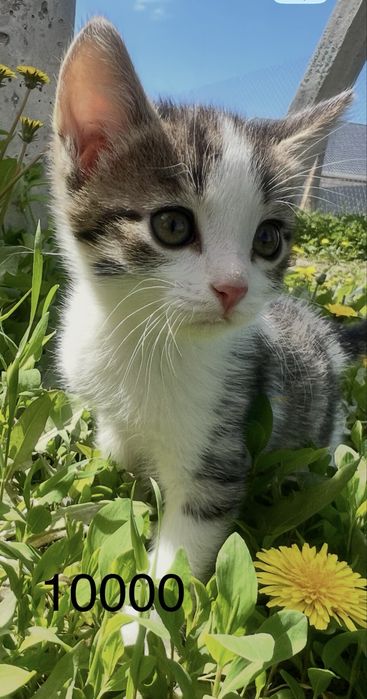 Котенок   мальчик