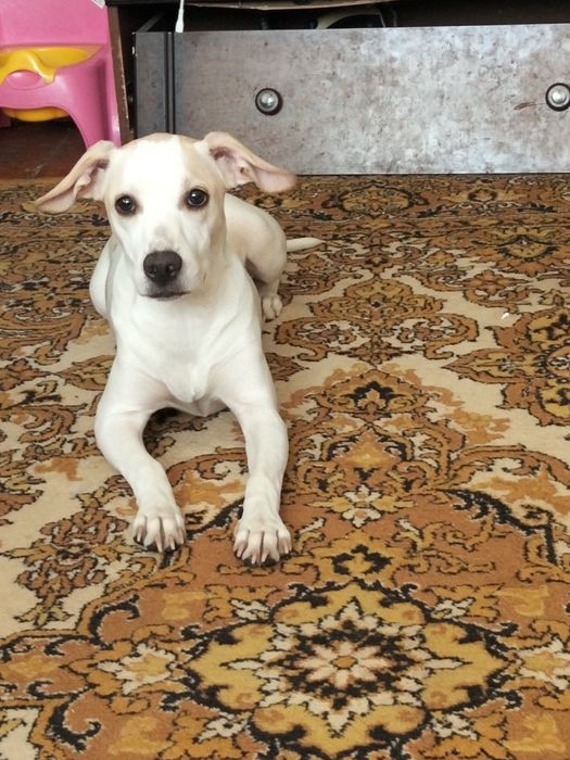 Отдам собаку ей год