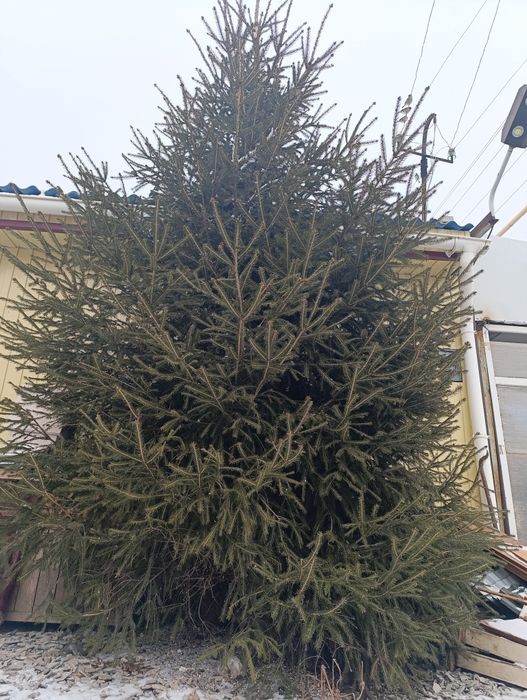 Продам живую ёлку