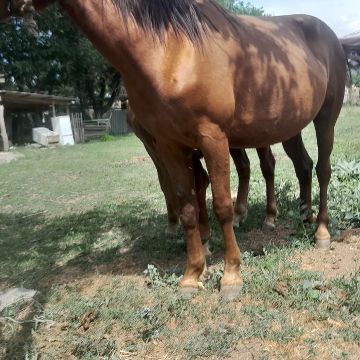 Таза қан данчак бие сатылады