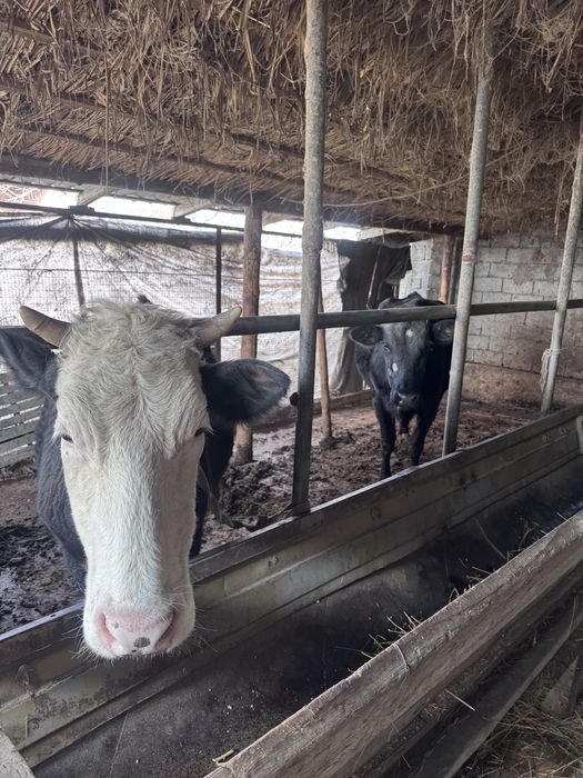 Буаз сиыр екеу сатылады!