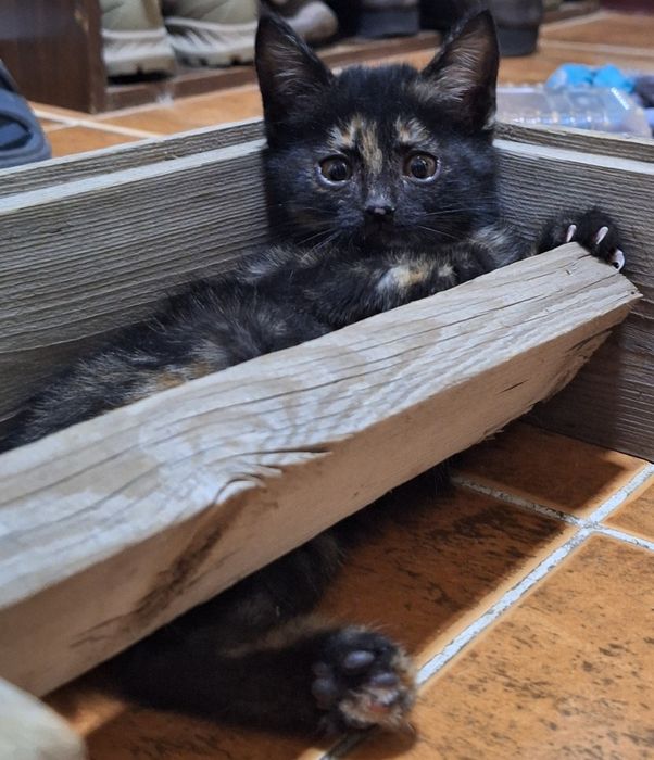 Отдам котят бесплатно