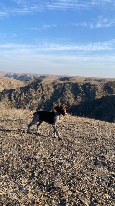 Продам курцхаар девочка