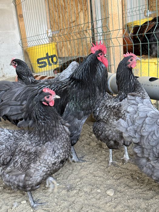 Gaini Oua de incubat diferite rase