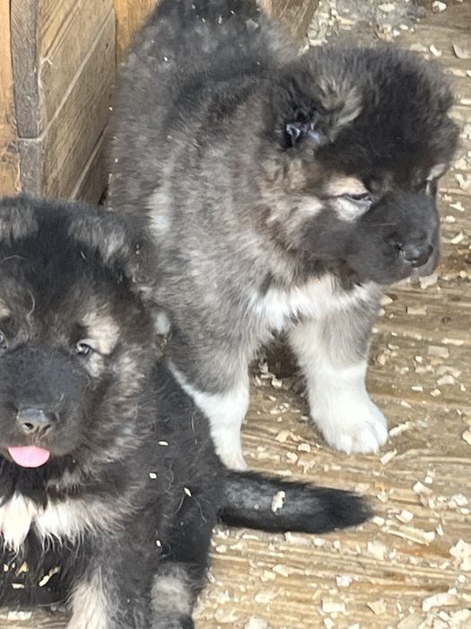 Щенки кавказской овчарки