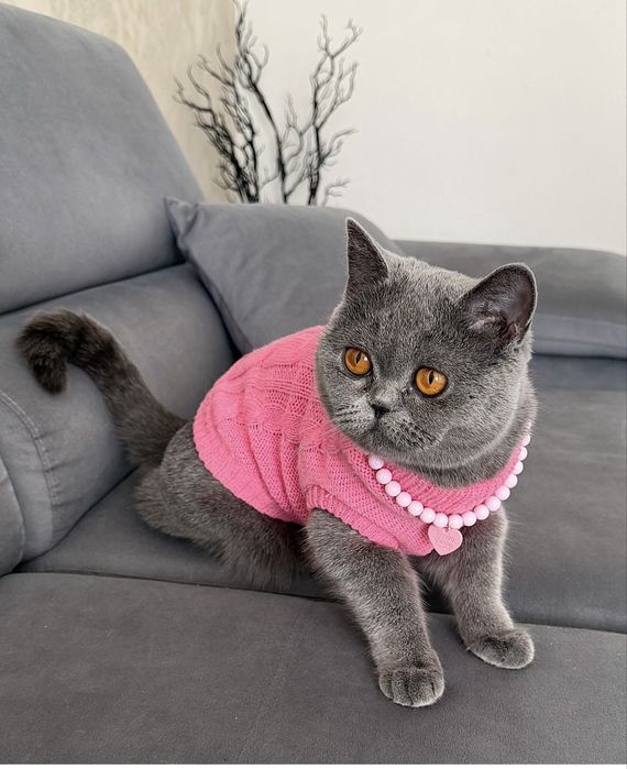 Британски котета