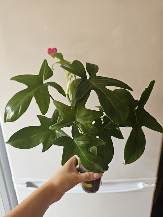 Комнатные цветы.