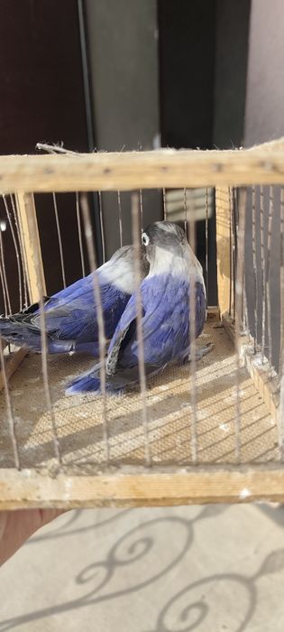 попугаи на продажу