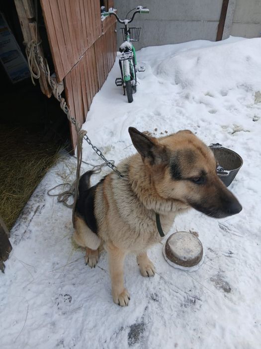 Продам немецкую  овчарку