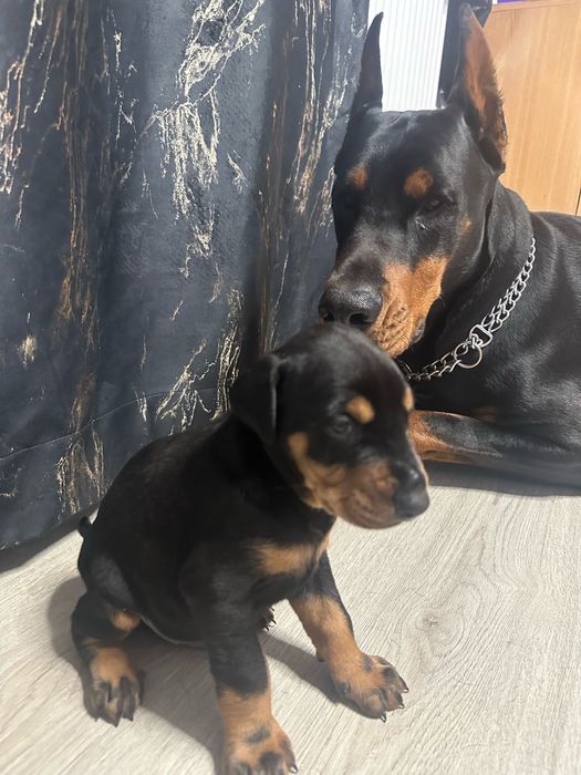 Dobermani pui de vanzare