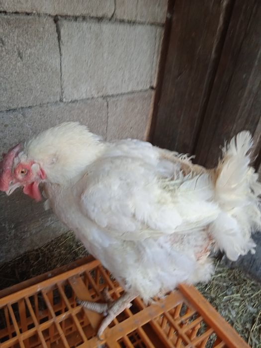 Куры бролерные большие