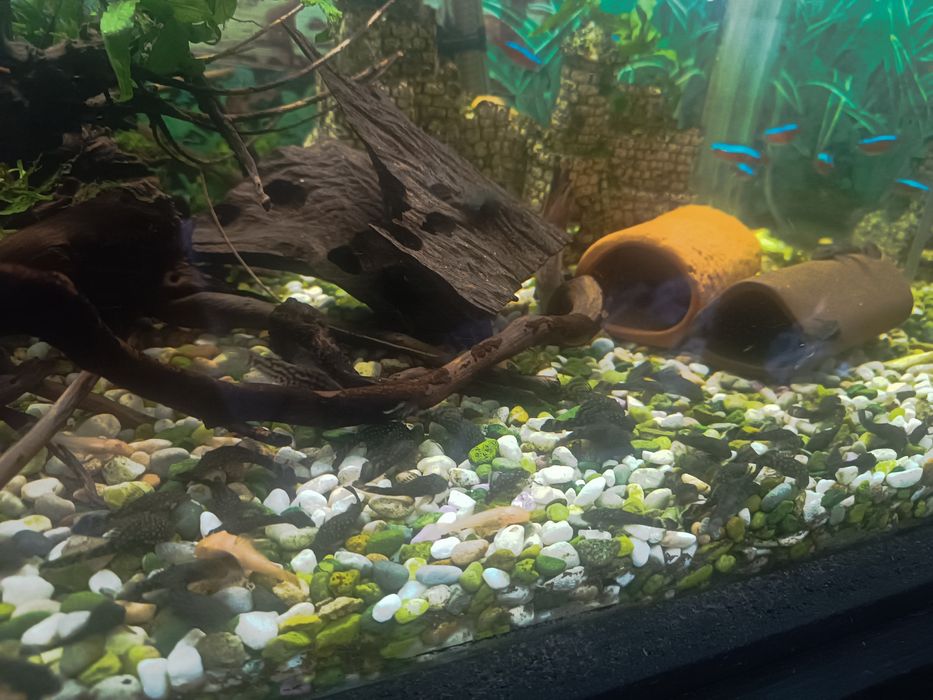 Сомчета Анциструс