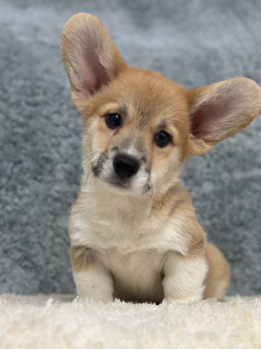 Супер малыш вельш корги