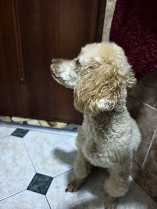 Отдам в хорошие руки