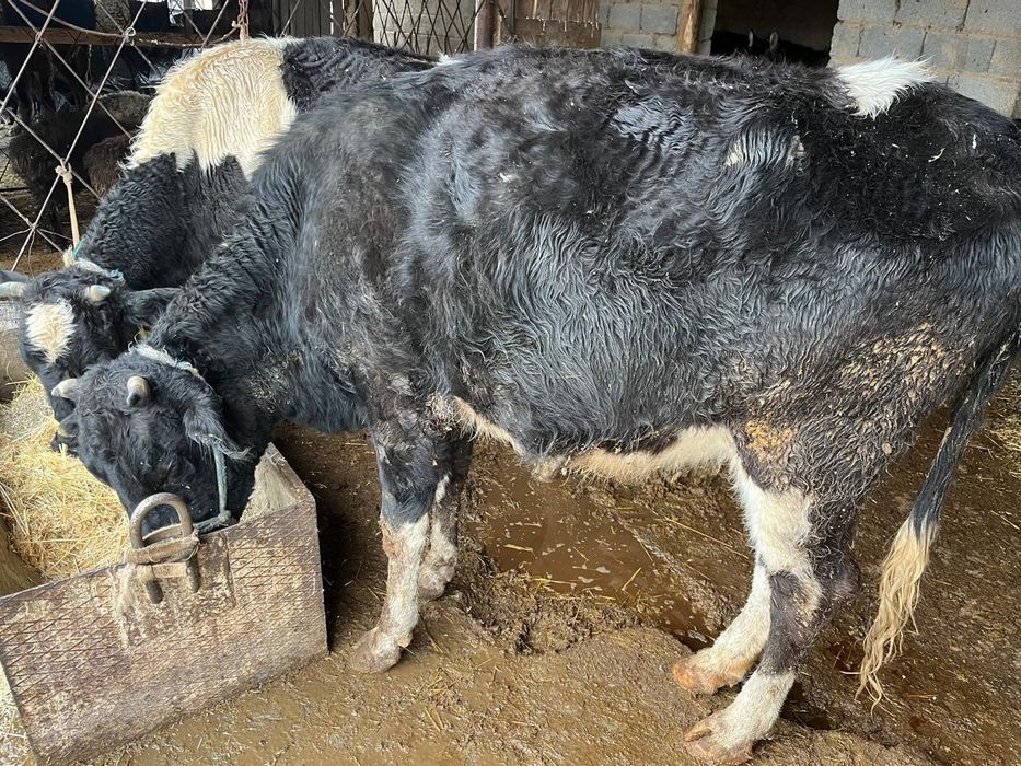 Буаз сиыр сатылады