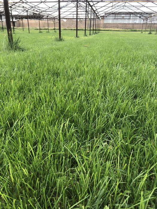 Посев газона с выездом / постелим готовый газон лучшего качества